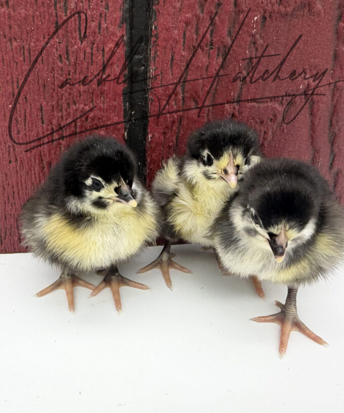 Black English Orpington