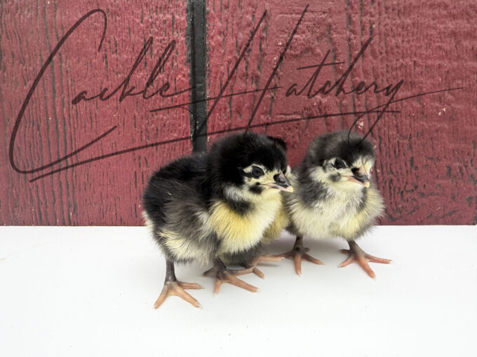 Black English Orpington