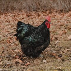 Black English Orpington Chicken