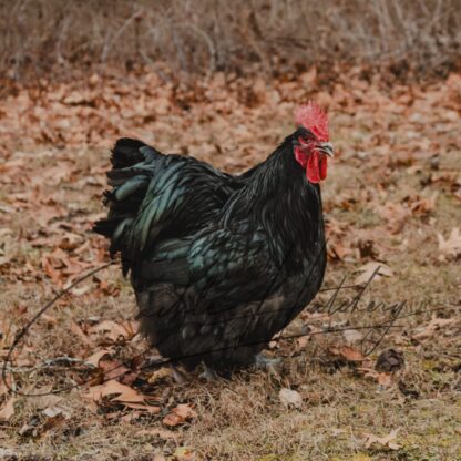 Black English Orpington Chicken