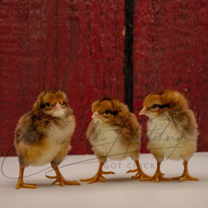 Dorking Assortment - Image 2