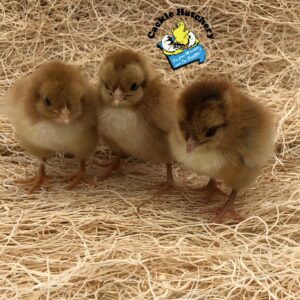 Partridge English Orpington Chicken