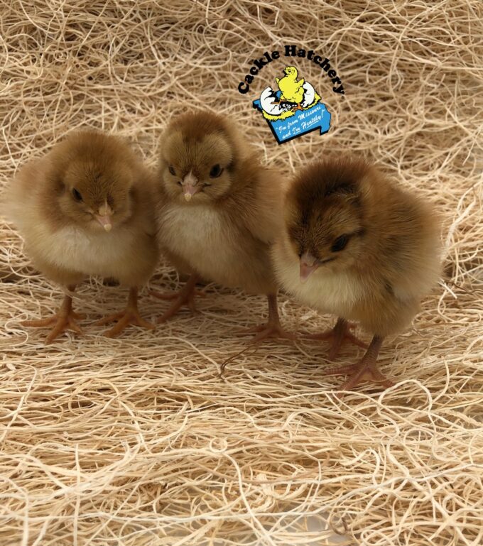 Partridge English Orpington Chicken