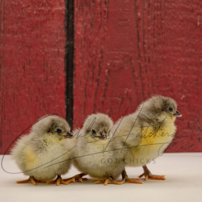 Lavender English Orpington Chicken - Image 2