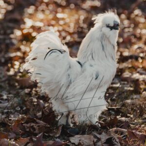 Paint Silkie Bantam Hen