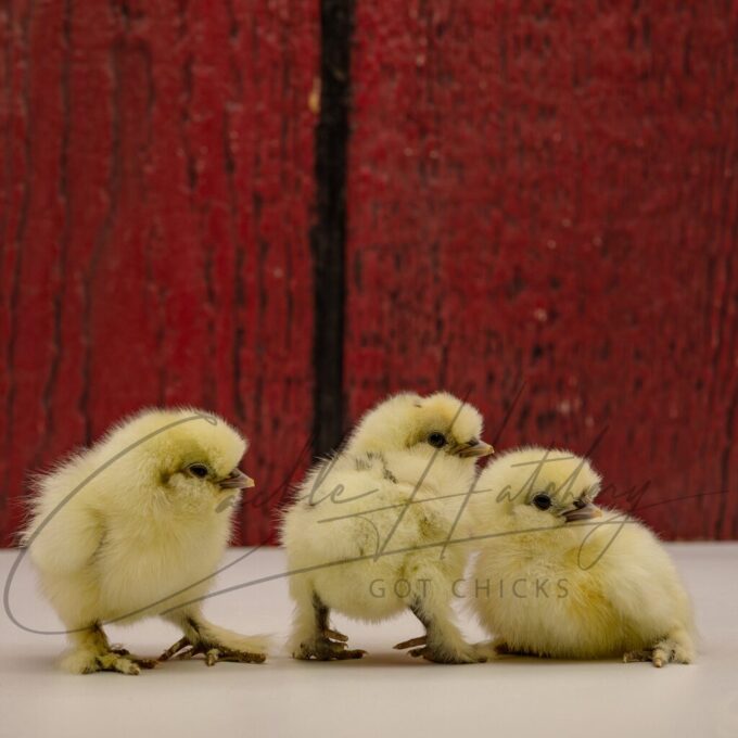 Paint Silkie - Image 3