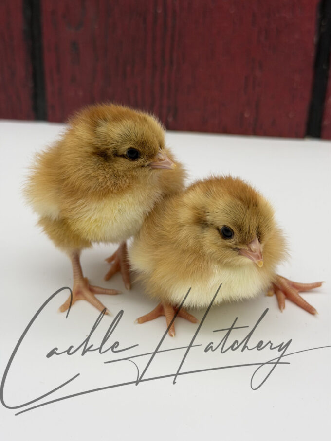 Partridge English Orpington chicks sitting with fluffy brown partridge-pattern down and beak.