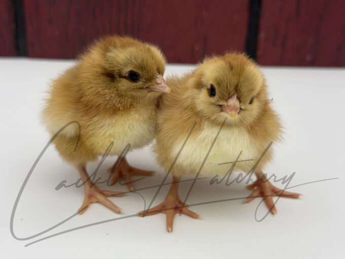 Partridge English Orpington baby chick with dark brown and tan patterned down feathers.