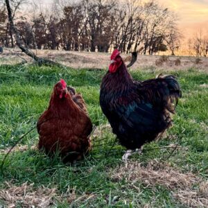 Partridge English Orpington Chicken