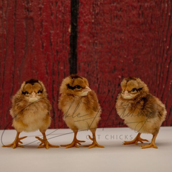 Red Dorking Chicken - Image 3