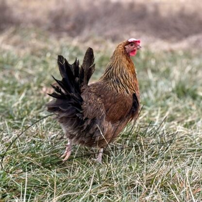 Red Dorking Chicken
