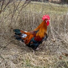 Red Dorking Chicken
