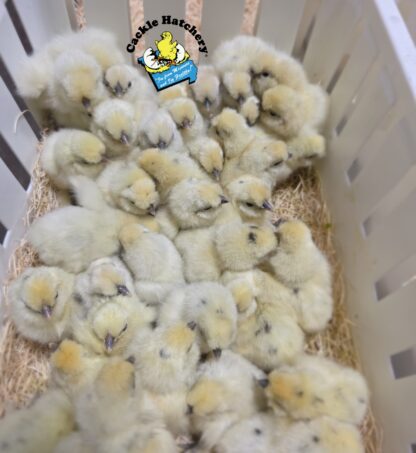 Paint Silkie - Image 3