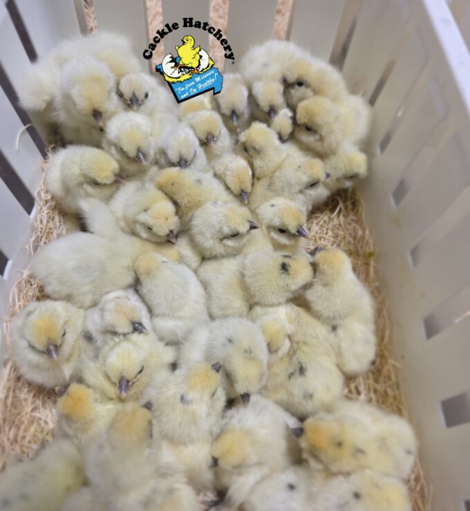 Paint Silkie