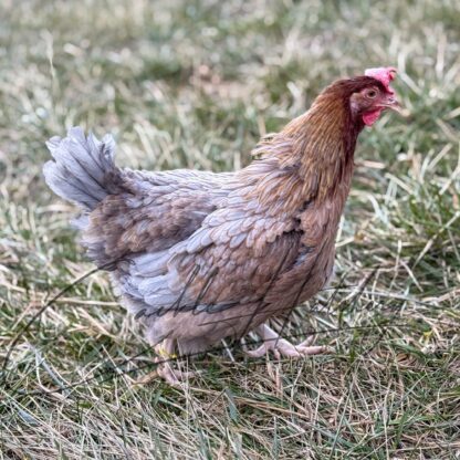 Slate Red Dorking Chicken