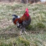 Slate Red Dorking Chicken