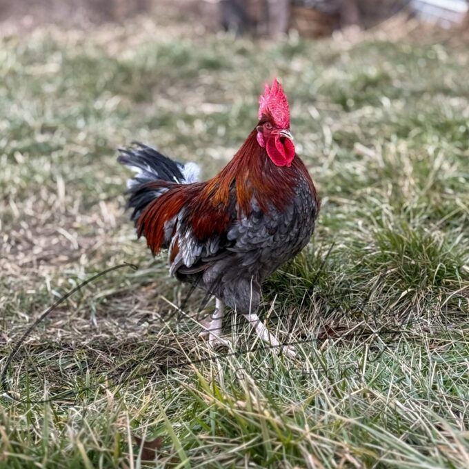 Slate Red Dorking Chicken