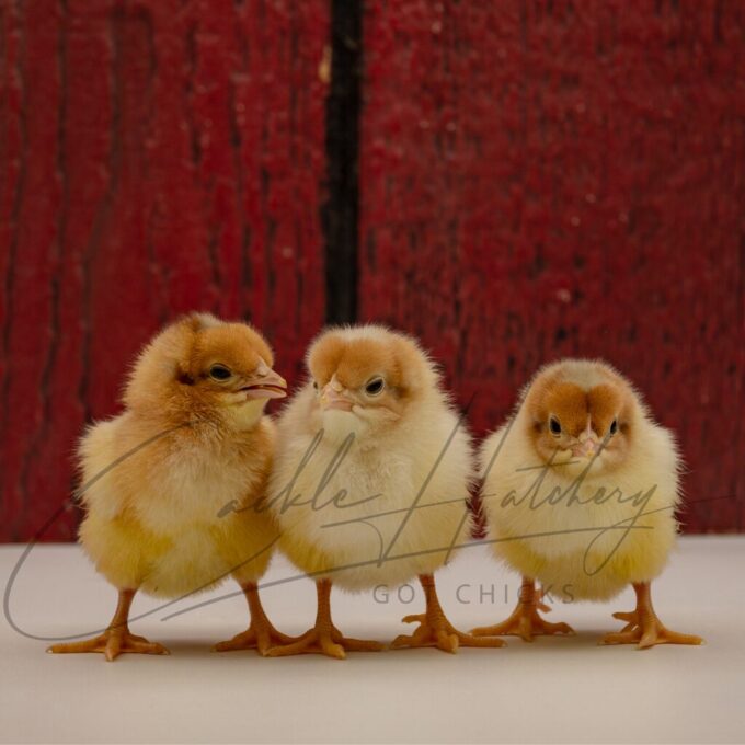 Dorking Assortment - Image 4