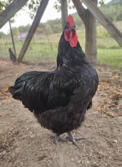 Black English Orpington Chicken