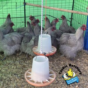 Lavender English Orpington Chicken