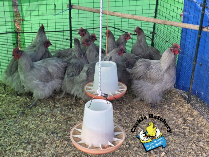 Lavender English Orpington Chicken