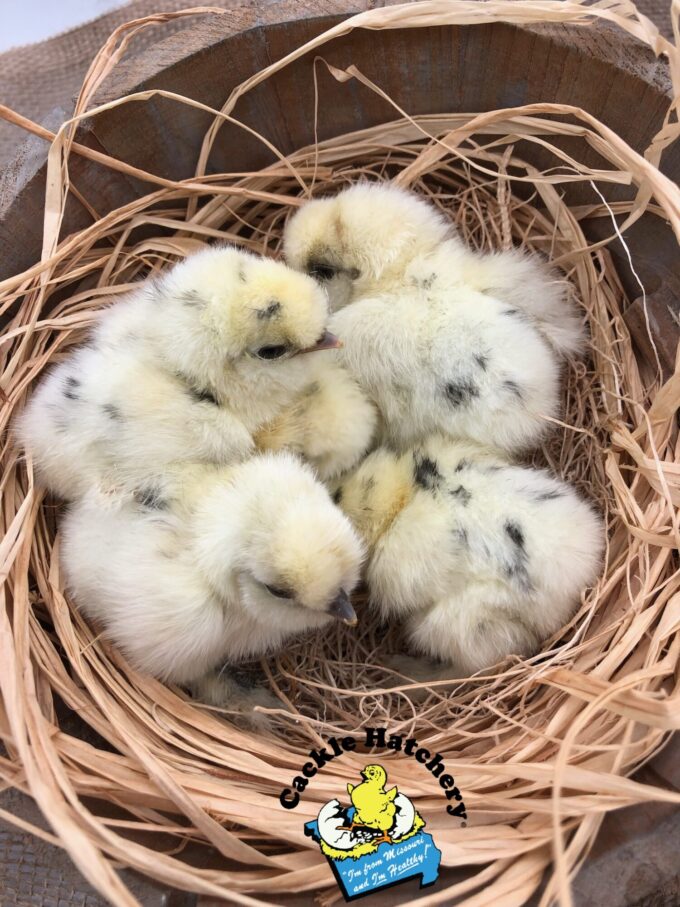 Paint Silkie - Image 5