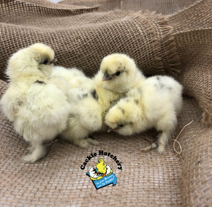 Paint Silkie - Image 6