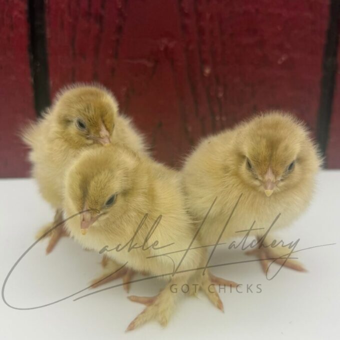Isabel Brahma Chicks