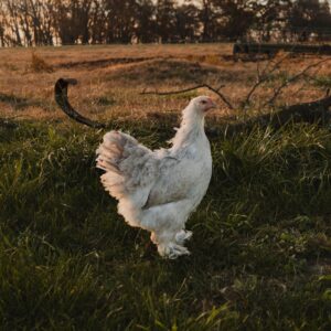 Isabel Brahma Hen