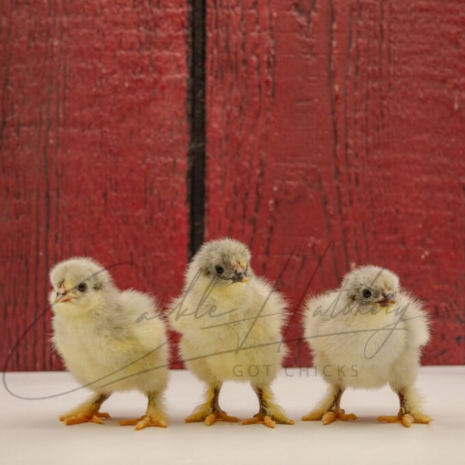 Lavender Brahma Chicken - Image 2