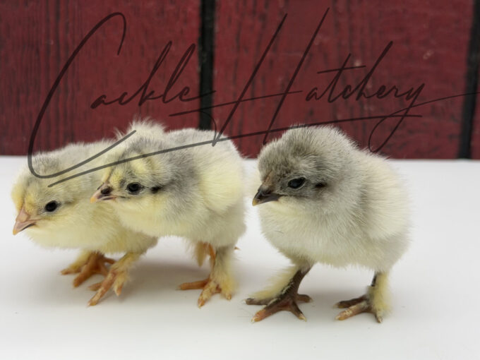 Lavender Brahma chick resting with fluffy lavender-gray feathers and feathered feet visible.