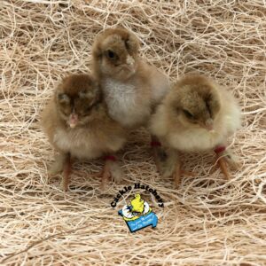 Partridge Brahma Chicken