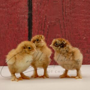 Partridge Brahma Chicken