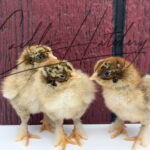Partridge Brahma baby chick with brown and tan striped down feathers and feathered legs.
