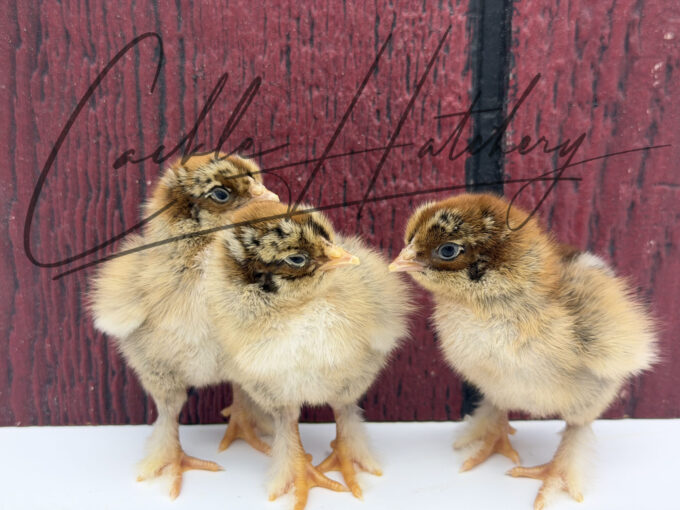 Partridge Brahma baby chick with brown and tan striped down feathers and feathered legs.