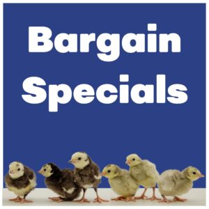 Bargain Specials
