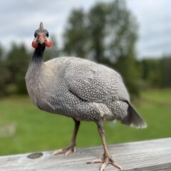 Guinea Fowl for Sale