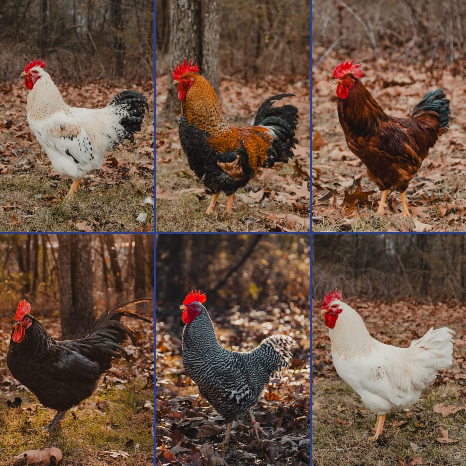 Baby Chicks For Sale | Egg Laying & Meat Chickens | Cackle Hatchery
