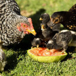 A group of backyard chickens eating a watermelon