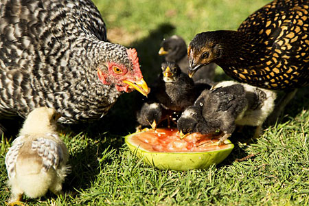 A group of backyard chickens eating a watermelon