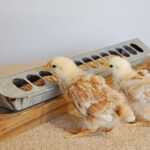 Two baby chicks feeding out of a chick feeder