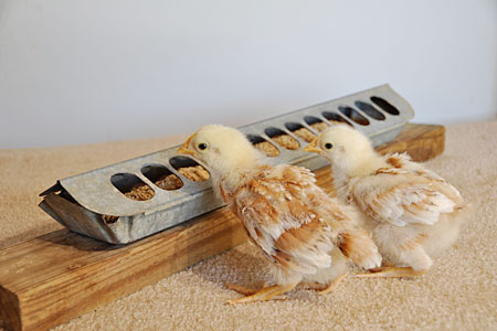 Two baby chicks feeding out of a chick feeder
