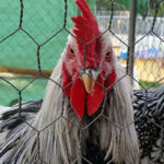 A chicken stands in front of chicken wire