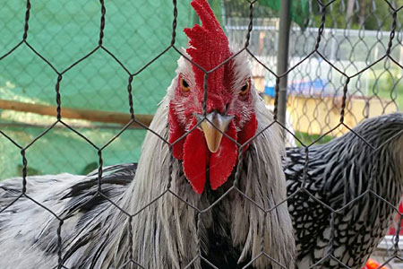 A chicken stands in front of chicken wire