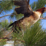 A bird taking off