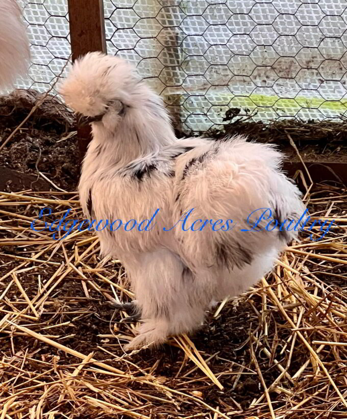 Edgewood Acres Poultry