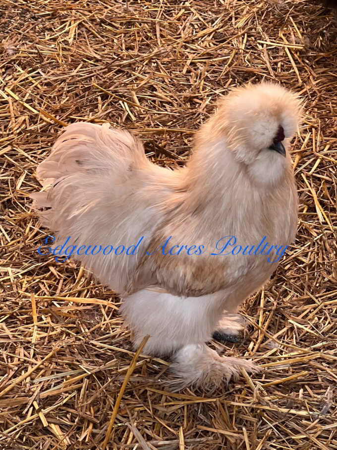 Edgewood Acres Poultry