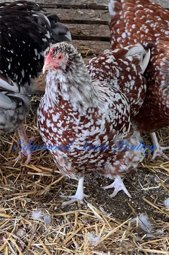 Red and white chicken from Edgewood Acres Poultry