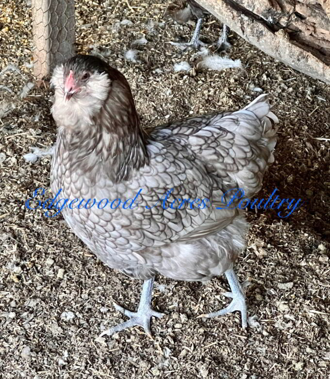 Chicken from Edgewood Acres Poultry