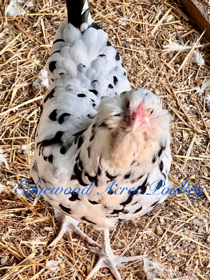 white and black chicken